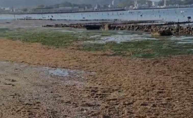 Una nueva invasión de algas afecta a la orilla de A Concha- Compostela