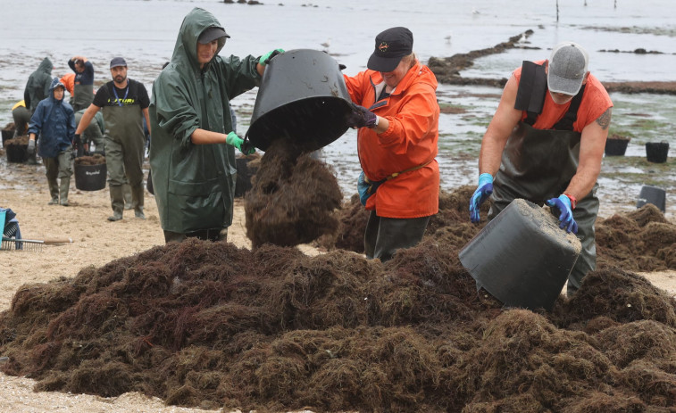 Las mariscadoras tardan horas en retirar las algas de la playa: “Esto es lo nunca visto, demasiado”