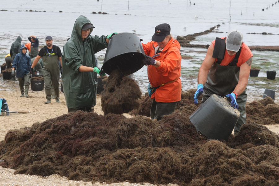 Las mariscadoras tardan horas en retirar las algas de la playa: “Esto es lo nunca visto, demasiado”