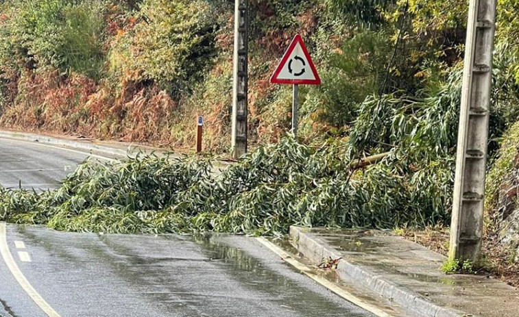 La caída de un eucalipto bloqueó al tráfico el carril de la AC-305 de Boiro hacia A Pobra, en A Mercé