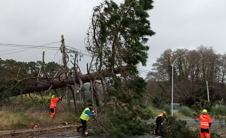 El desplome de un pino grande sobre la AC-305, a la altura de As Saíñas, en Ribeira, mantuvo cortado el tráfico tres horas y media
