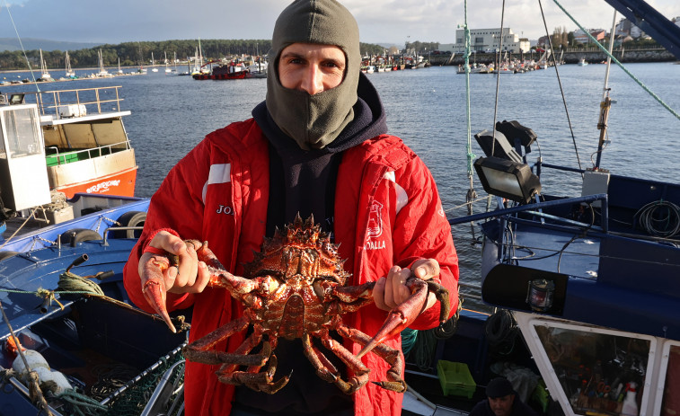 El rey de los mariscos regresa a la lonja y alcanza los 25 euros en la primera subasta de la temporada