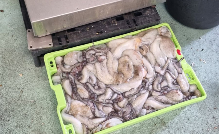 Gardacostas incautó en la lonja de Ribeira 21,8 kilos de pulpo de talla antirreglamentaria