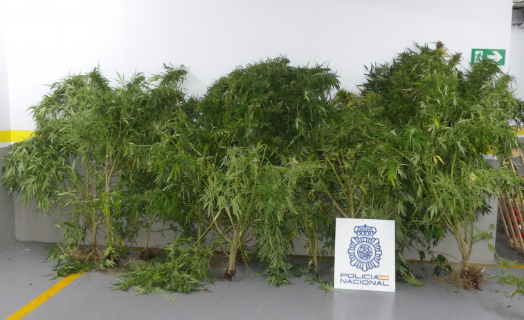 La Policía Nacional se incauta de once plantas de marihuana en Vilagarcía