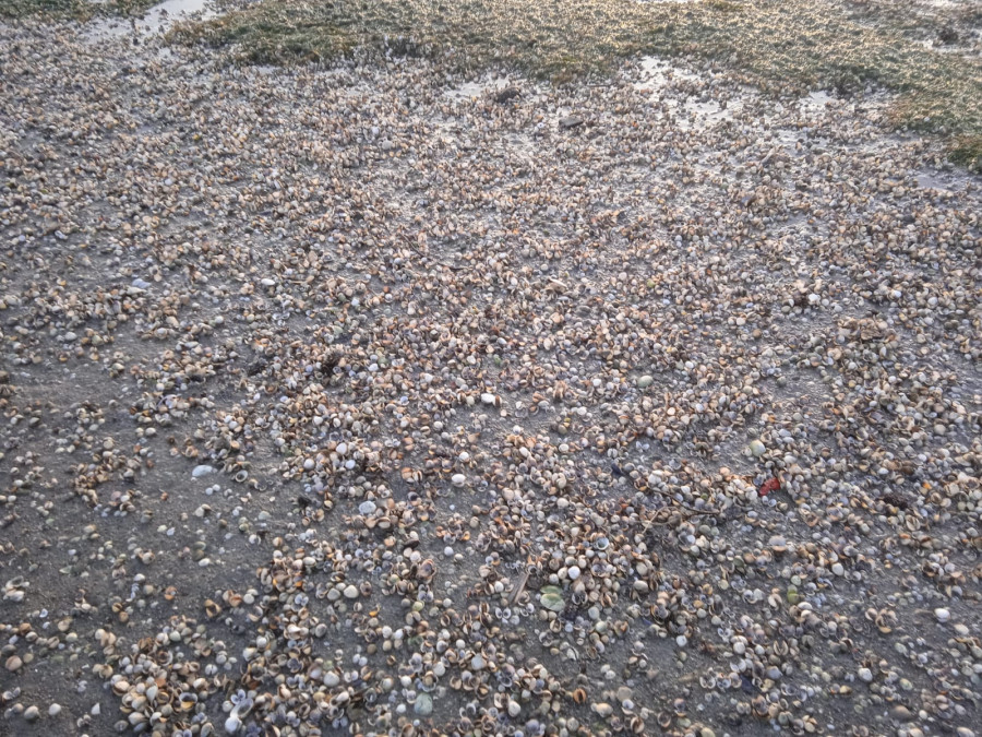 Las mariscadoras de Cabo de Cruz descubren toneladas de marisco muerto en la playa de Mañóns