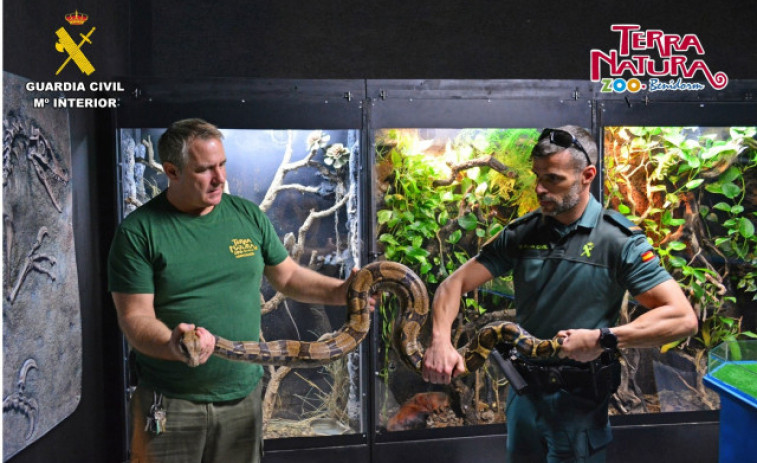 Una boa constrictor cae a la calle desde un balcón de Alicante