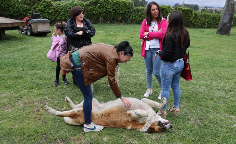 Repostería canina y revestimientos con conchas, entre los finalistas del concurso de emprendimiento de Vilagarcía