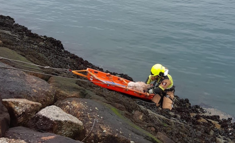 Rescatan sano y salvo a Pipo, un perro atrapado en el Puerto de Vilagarcía