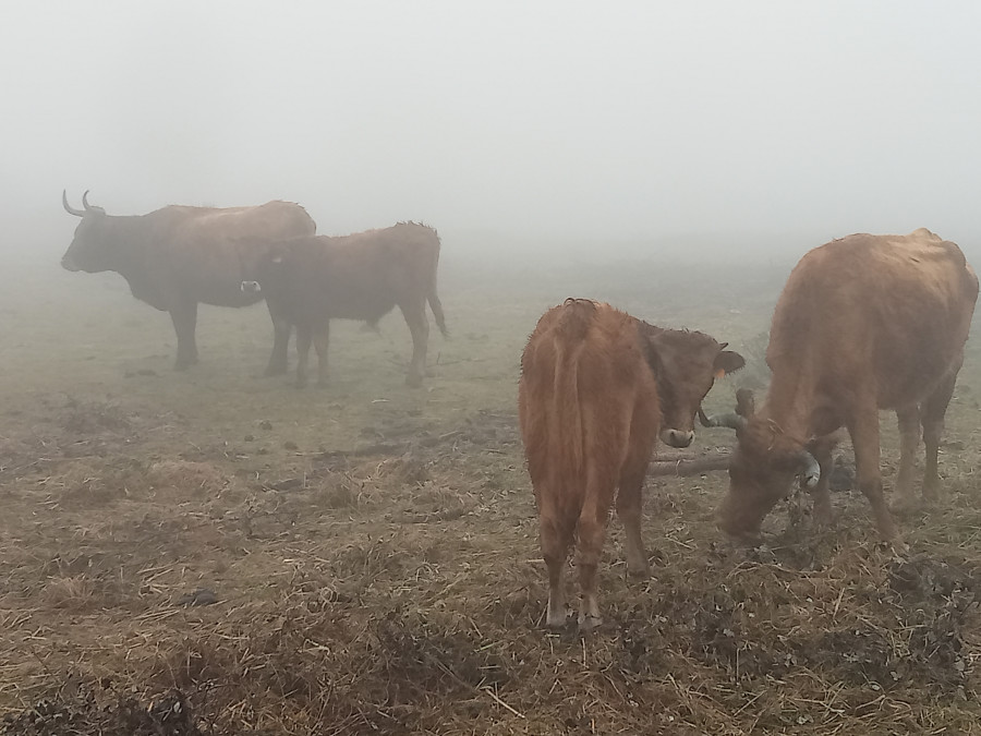 Ganaderos del Monte Postmarcos discrepan con la obligación de sanear sus vacas tres veces por casos de tuberculina en otra comunidad