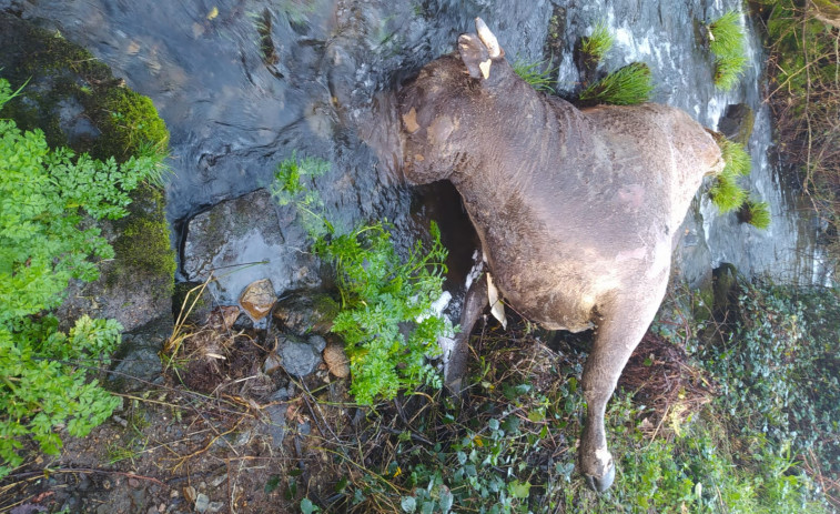 El Concello de Boiro corta el suministro de agua de Cubelo por la aparición de otra vaca muerta