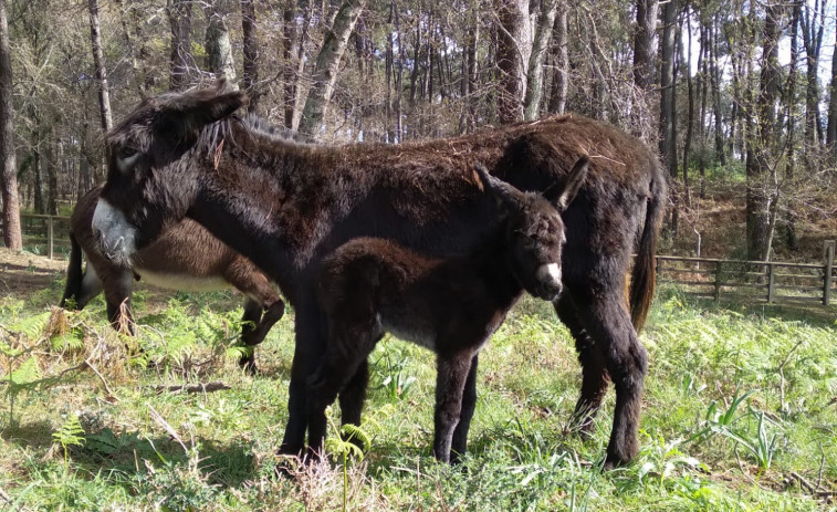 Los burros de A Toxa tienen un nuevo miembro en la familia con el nacimiento de Vicente Bazán