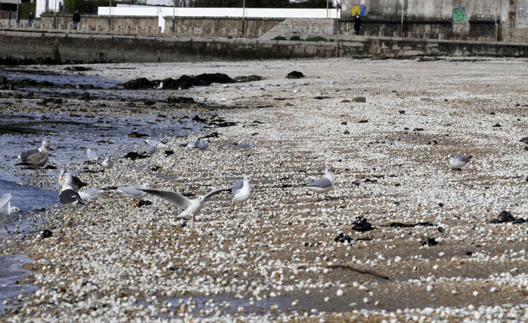 Las mariscadoras de Carril, al límite: “Sen ingresos vai ser difícil continuar”