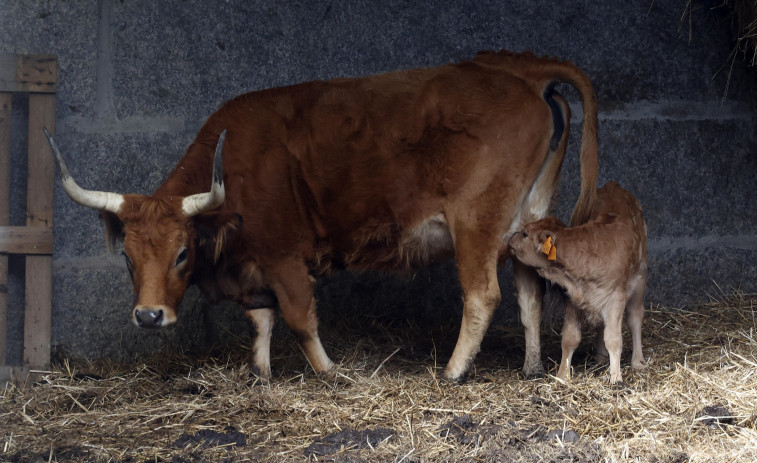 Así puedes ganar 1.000 euros con la caca de la vaca en Vilagarcía