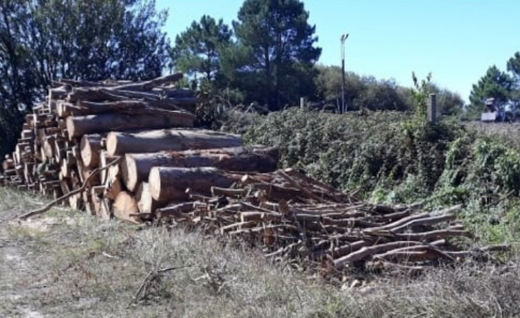 Medio Ambiente asegura desconocer el peso de la madera talada en Olveira, pero estima que son entre 3.060 y 3.600 toneladas