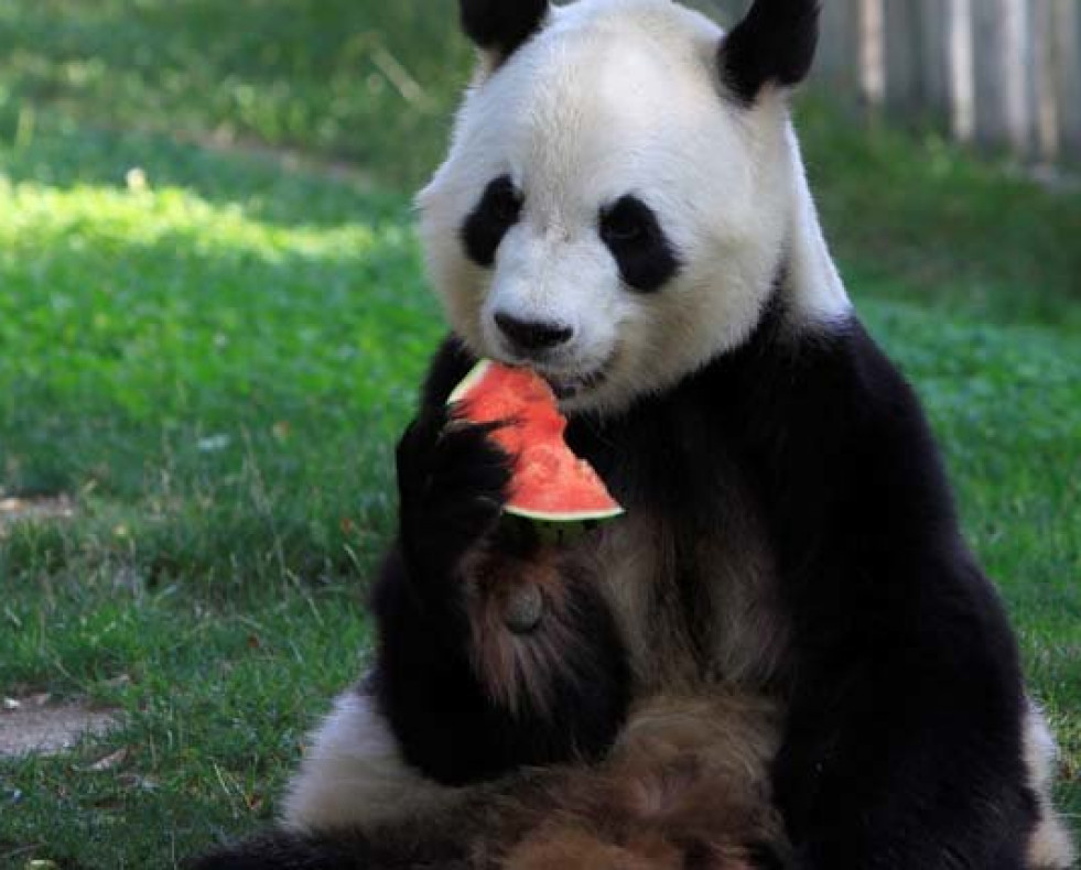 Los animales también combaten el calor con helados