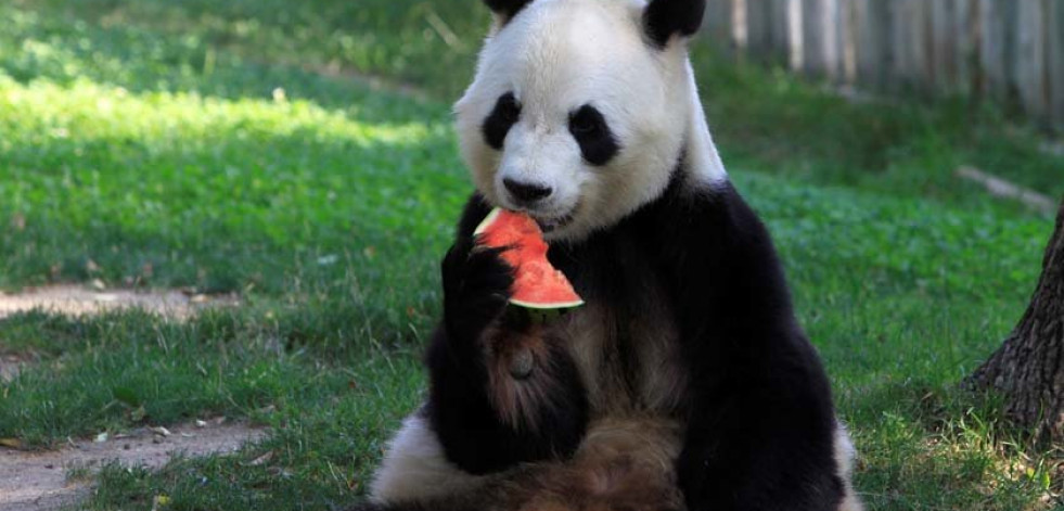 Los animales también combaten el calor con helados