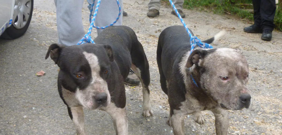 Boiro.- Dos pitbull se cuelan en una finca y atacan a uno de los perros del dueño