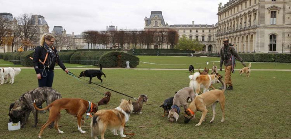 Los perros son capaces de recordar lo que hacen sus dueños