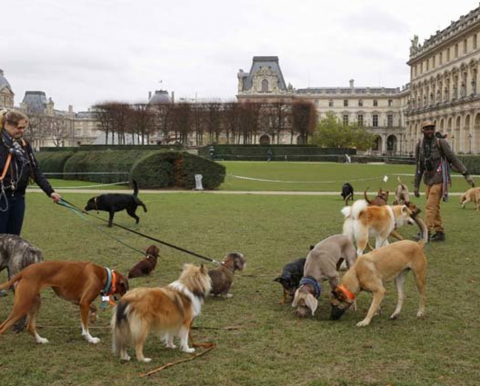 Los perros son capaces de recordar lo que hacen sus dueños