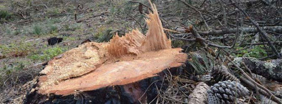 RIVEIRA - Comuneros de Olveira cuestionan una tala de pinos entre el merendero de Teira y el monte Facho