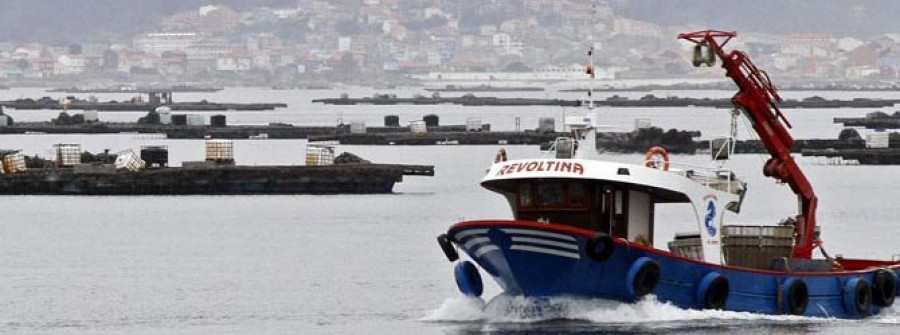 Analizan desde cinco bateas de Arousa el origen de la caída del mejillón de la cuerda