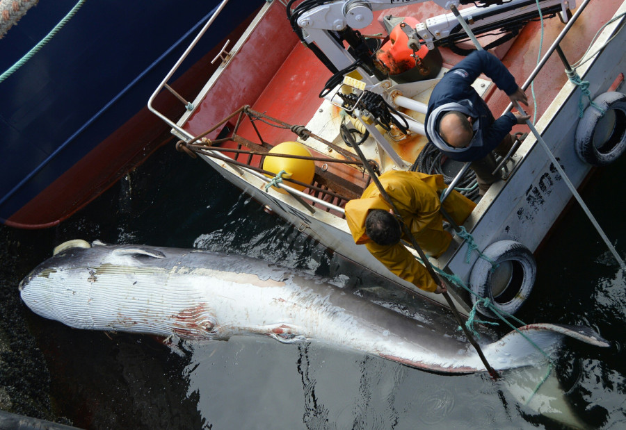 RIVEIRA - Vara una cría de ballena muerta en el puerto de la ciudad
