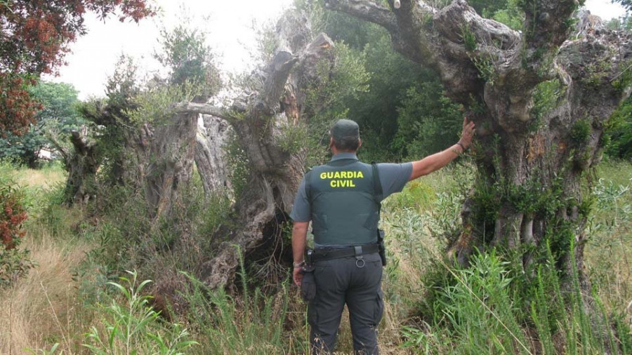 La Guardia Civil recupera en Meis media docena de olivos que fueron robados en Vilagarcía