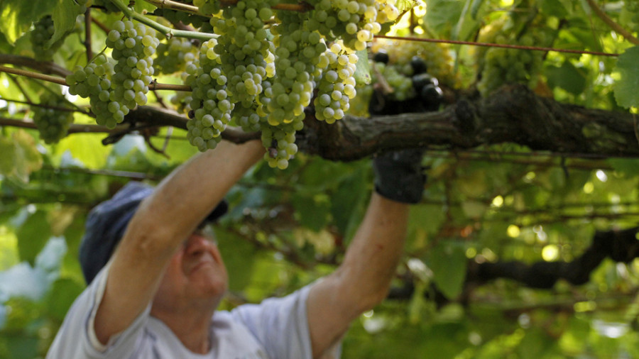 La DO Rías Baixas prevé recoger 37, 5 millones de kilos de uva en una vendimia que se adelanta