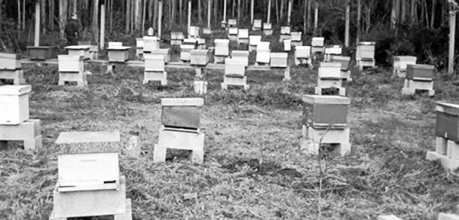 Reportaje | Los apicultores luchan con arpas eléctricas caseras contra las avispas velutinas