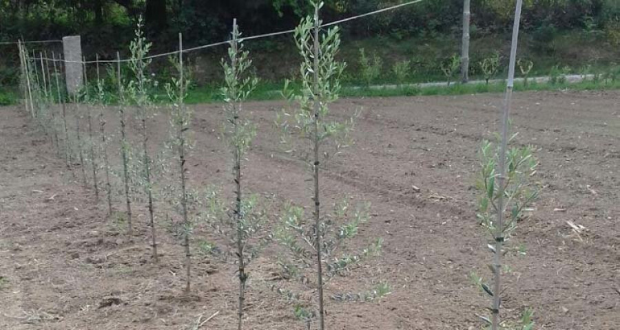 Reportaje | El cultivo del olivo se 
hace hueco en el agro de Sanxenxo