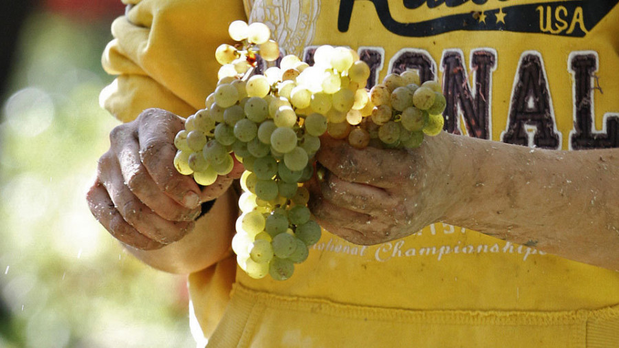 Rías Baixas generaliza la vendimia y ya suma 3,5 millones de kilos de uva