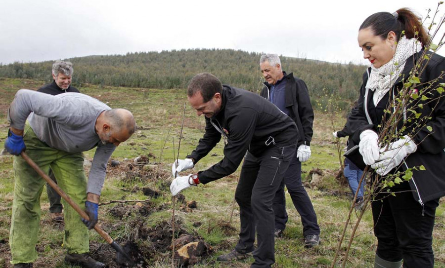 Plantan unha hectárea de robles, cerezos y nogales en Caldas a través de Ecoembes