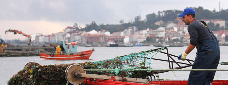 CAMBADOS.- Los primeros barcos sin cubrir sus cupos constatan la escasez de vieira