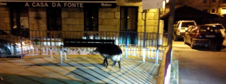 CAMBADOS- El jabalí de San Tomé protagonizó un acercamiento extraño en esta especie