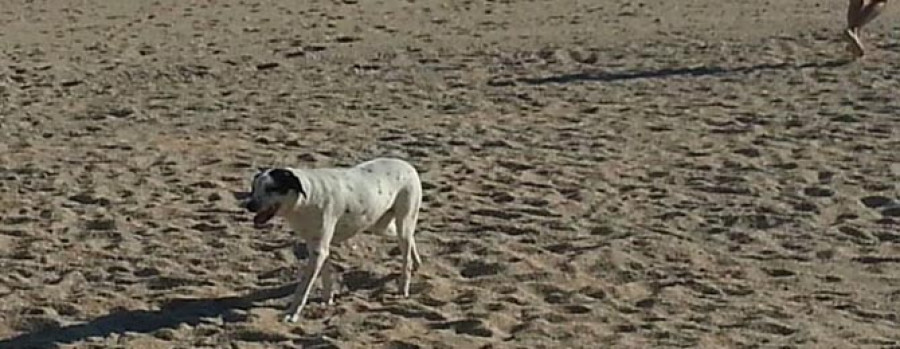 O GROVE - El Concello mejorará la señalización a las playas caninas ante la gran acogida