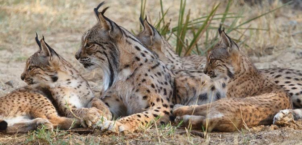 Nacen 49 cachorros de lince en Castilla-La Mancha