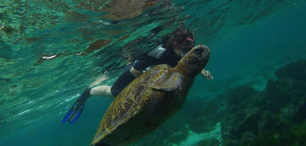 La actividad humana acabó con una tortuga gigante