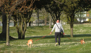 La mitad de los propietarios de perros tienen dudas a la hora de llevarlos en coche