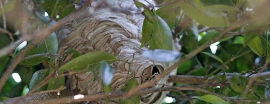 PORTAS - El hallazgo de un nido en San Xoán certifica que las avispas asiáticas están en la comarca
