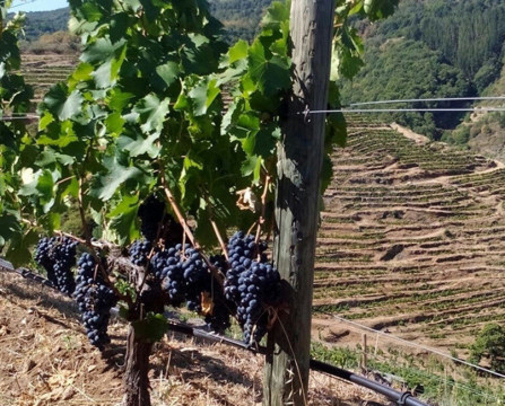Galicia opta  a ser la  región vitivinícola del año
