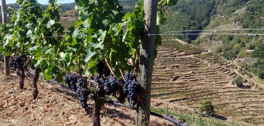 Galicia opta  a ser la  región vitivinícola del año