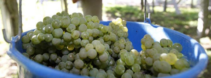 Viticultores de Rías Baixas reclaman 30 millones de euros por la uva de 2011