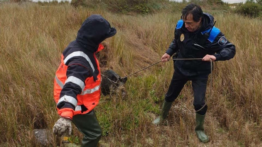 Rescatan a una jabalina herida en las marismas de O Bao y la devuelven al monte Siradella