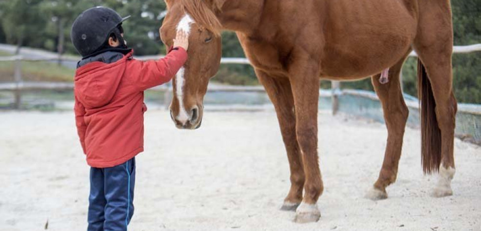 Los caballos aprenden a usar símbolos para transmitir deseos