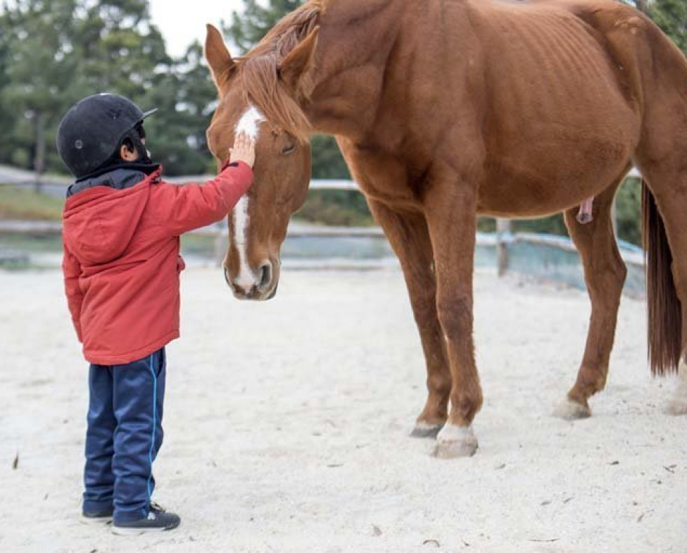 Los caballos aprenden a usar símbolos para transmitir deseos
