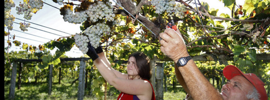 CAMBADOS: Rías Baixas ya recogió 10 millones de kilos de la uva más equilibrada de los últimos años