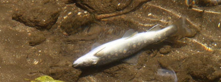 Achacan a un vertido la presencia  de peces muertos en el río de O Con