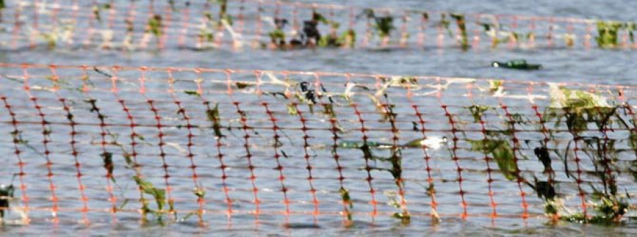 Manadas de jabalíes devoran toneladas  de marisco de los parques de A Rosa