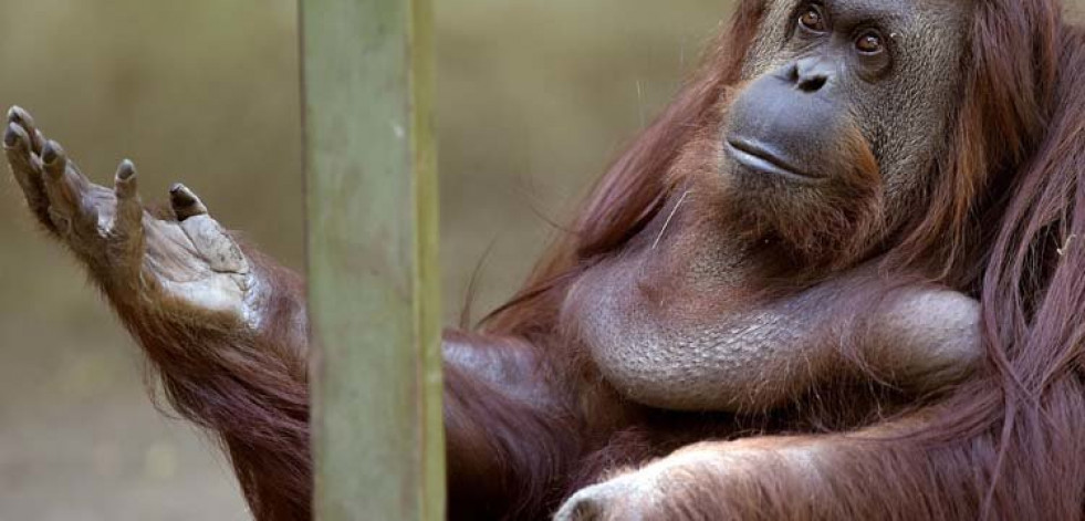 El orangután predice el sabor de combinaciones de alimentos