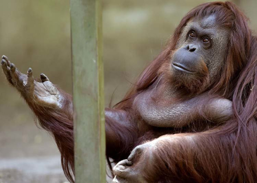 El orangután predice el sabor de combinaciones de alimentos